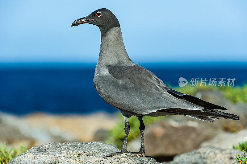 熔岩鸥，Larus fuliginosus, isllote Mosquera, Mosquera岛，加拉帕戈斯群岛国家公园，厄瓜多尔。罕见的。